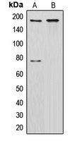 CUTL1 antibody