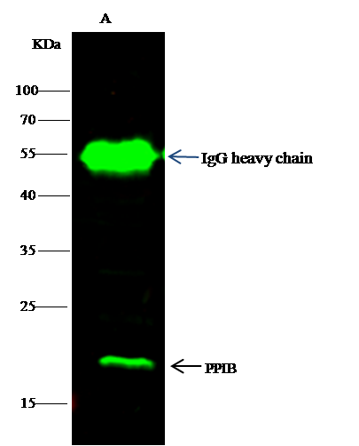 Cyclophilin B antibody