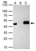 HAT1 antibody