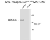 MARCKS (phospho Ser152/156) antibody