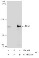 NOL8 antibody