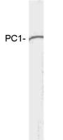 PC1 antibody