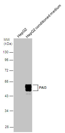 PAI3 antibody [N3C3]