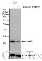 HMGB1 antibody