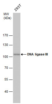 DNA ligase III antibody [1F3]