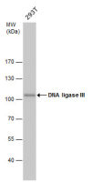 DNA ligase III antibody [1F3]