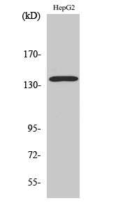 SNIP / p140Cap antibody