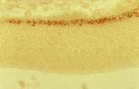 Reelin antibody [G10]