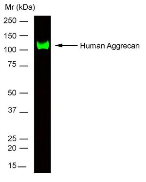 Aggrecan antibody [7D4]