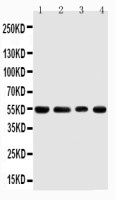 TRAF4 antibody