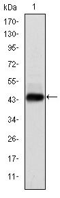 Human Papillomavirus type 16 E7 antibody [6F3]