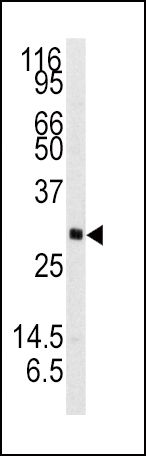 Neurotrophin 3 antibody, C-term