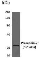 Presenilin 2 antibody [7F8]