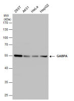GABPA antibody [N2C2], Internal