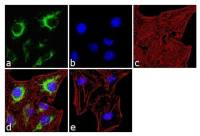 IP3 Receptor II antibody