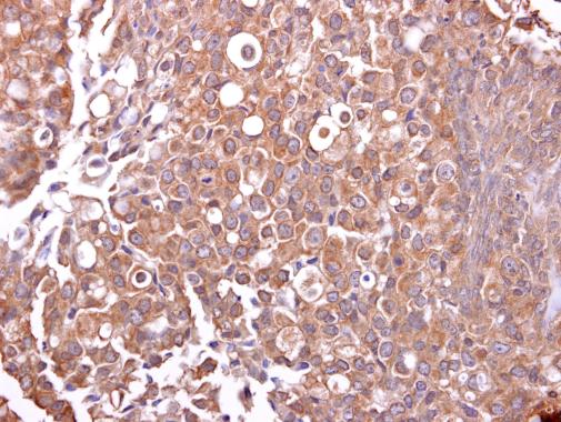 Mucin 4 antibody