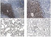 GITR antibody [7C13]