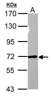 Nucleoporin p62 antibody