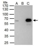 PKNOX1 antibody