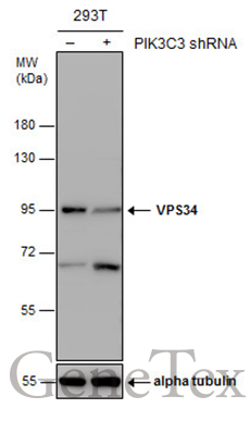 VPS34 antibody
