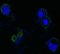 FGFR4 antibody [7H1]