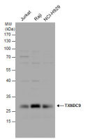TXNDC9 antibody [N1C3-2]