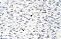 SNRPF antibody, N-term