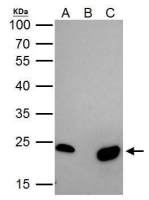 mtTFA antibody