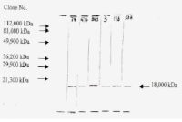 FGF2 antibody [F-474]