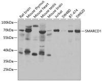 SMARCD1 antibody