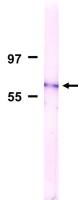 Nucleoporin p62 antibody [2A11]