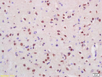 Cux2 antibody