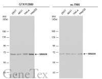 SMAD4 antibody
