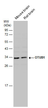 OTUB1 antibody