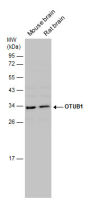 OTUB1 antibody