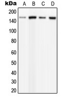 PLCB3 (phospho Ser537) antibody