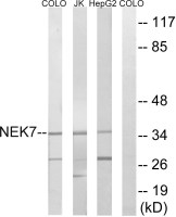 NEK7 antibody