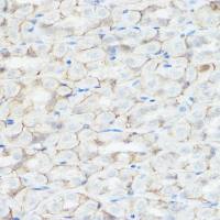 GABA A Receptor alpha 2 antibody