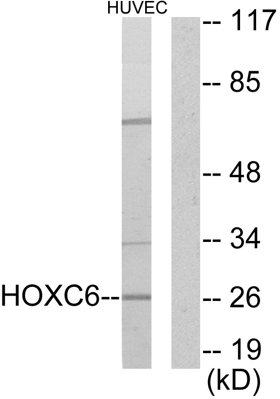 HOXC6 antibody