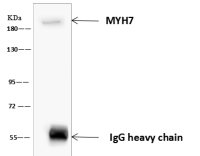 MYH7 antibody