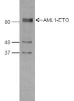 AML1-ETO antibody - ChIP grade