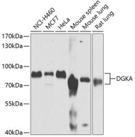DGKA antibody