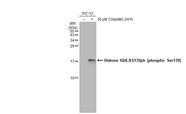 Histone H2A.XS139ph (phospho Ser139) antibody