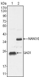 Lin28A antibody [6D1F9]