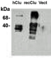 Clusterin antibody [CLI-9]