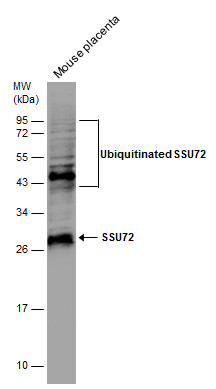 SSU72 antibody [N1C3]