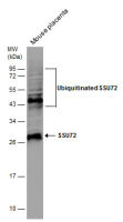 SSU72 antibody [N1C3]