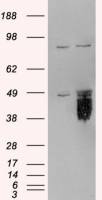 TFPI antibody, C-term