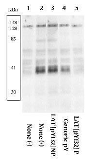 LAT (phospho Tyr132) antibody