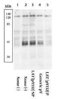 LAT (phospho Tyr132) antibody